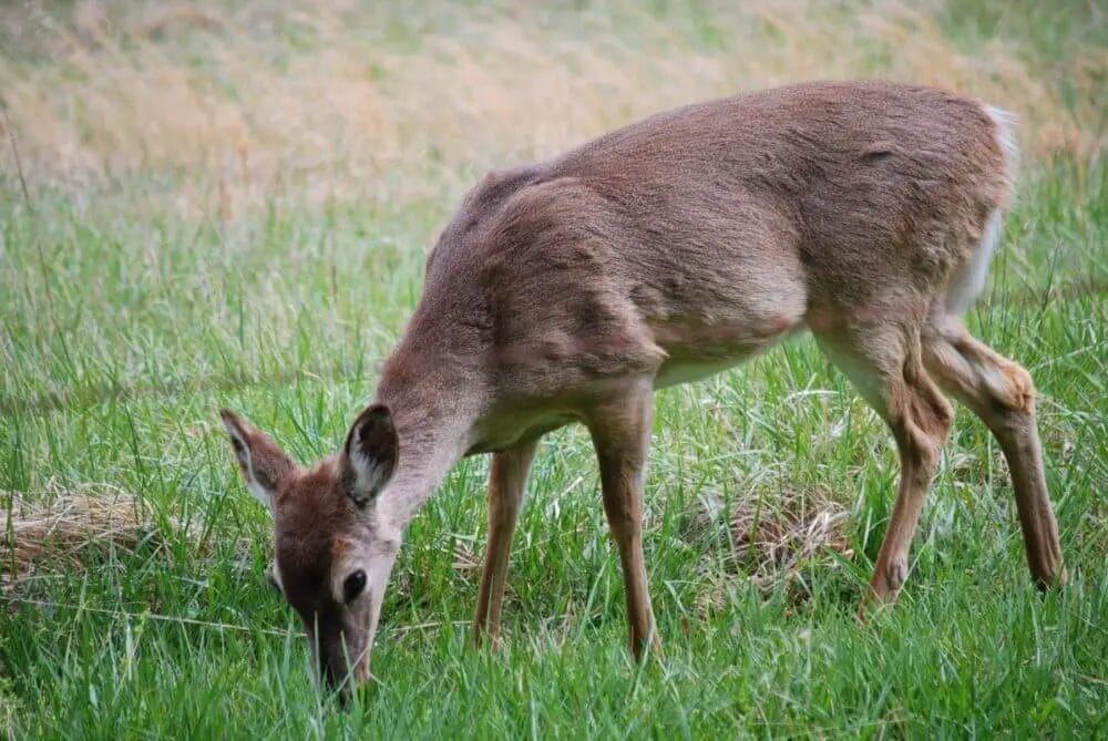 How Long Can a Deer Smell Where You Walked? • Support Wild