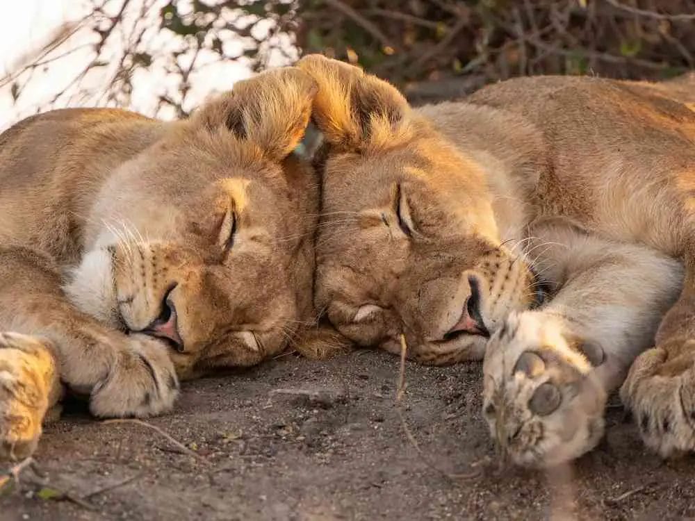 How Many Hours Does Lion Sleep How Long Do Lions Sleep a Day? • Support Wild