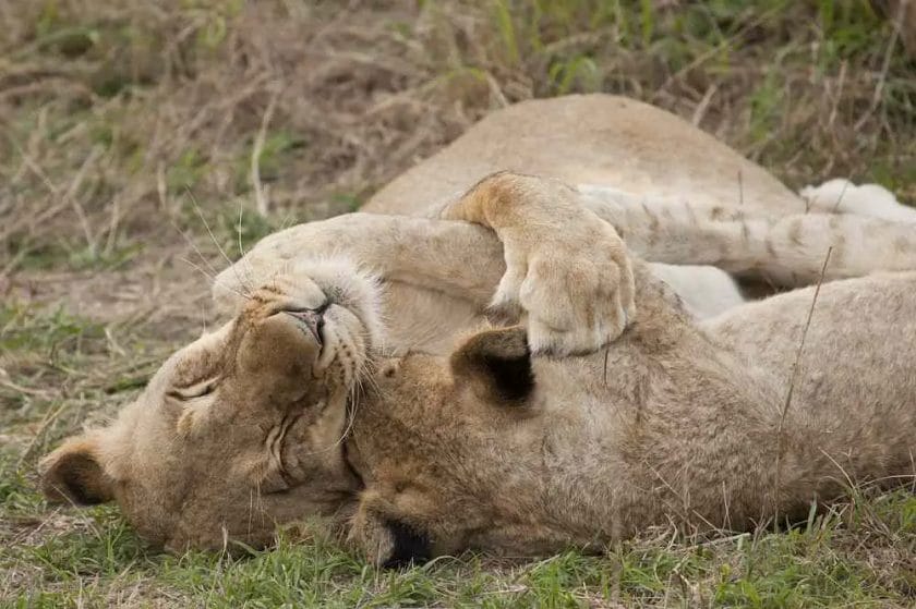 How Long Do Lions Sleep a Day
