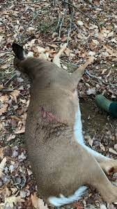 How Long Does a Liver Shot Deer Take to Die?