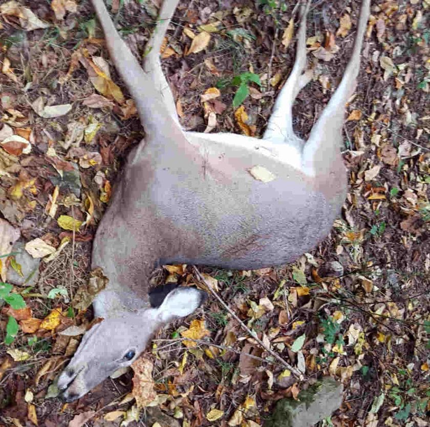 How Long Does a Liver Shot Deer Take to Die?