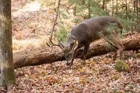 How Long Does it Take for a Deer to Find Bait