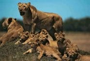 How Long Does It Take For A Lion To Reach Maturity Support Wild
