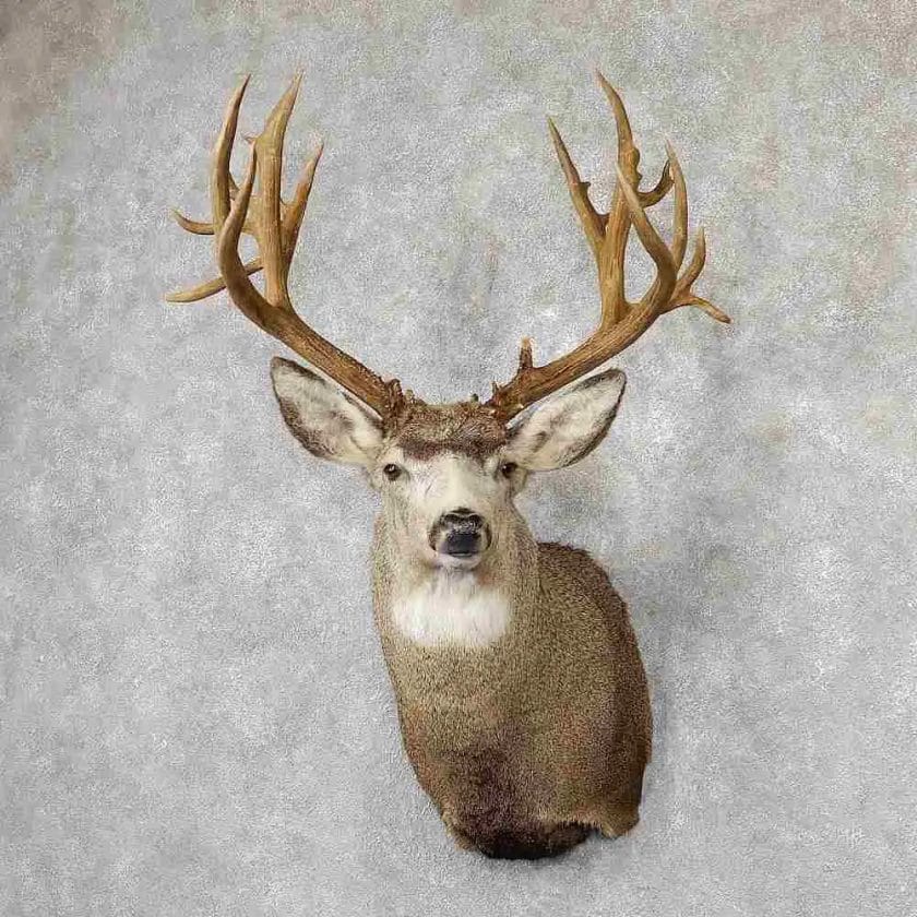 How Long Does it Take to Taxidermy a Deer?