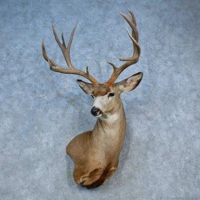 How Long Does it Take to Taxidermy a Deer?