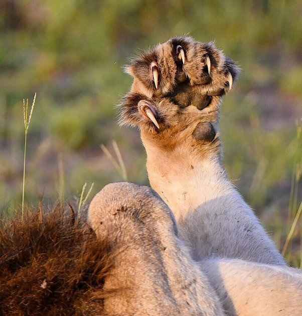 How Long and Sharp Are Lion Claws? • Support Wild