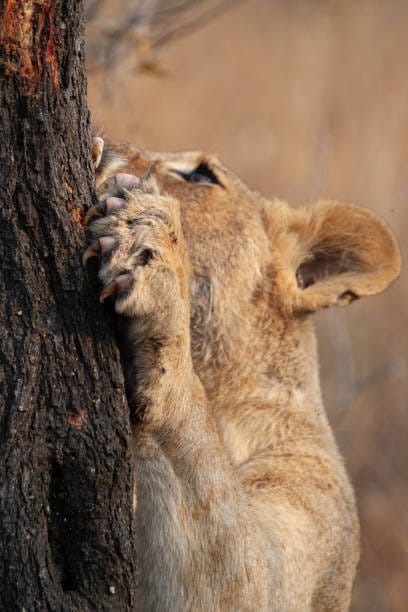 How Long and Sharp Are Lion Claws?