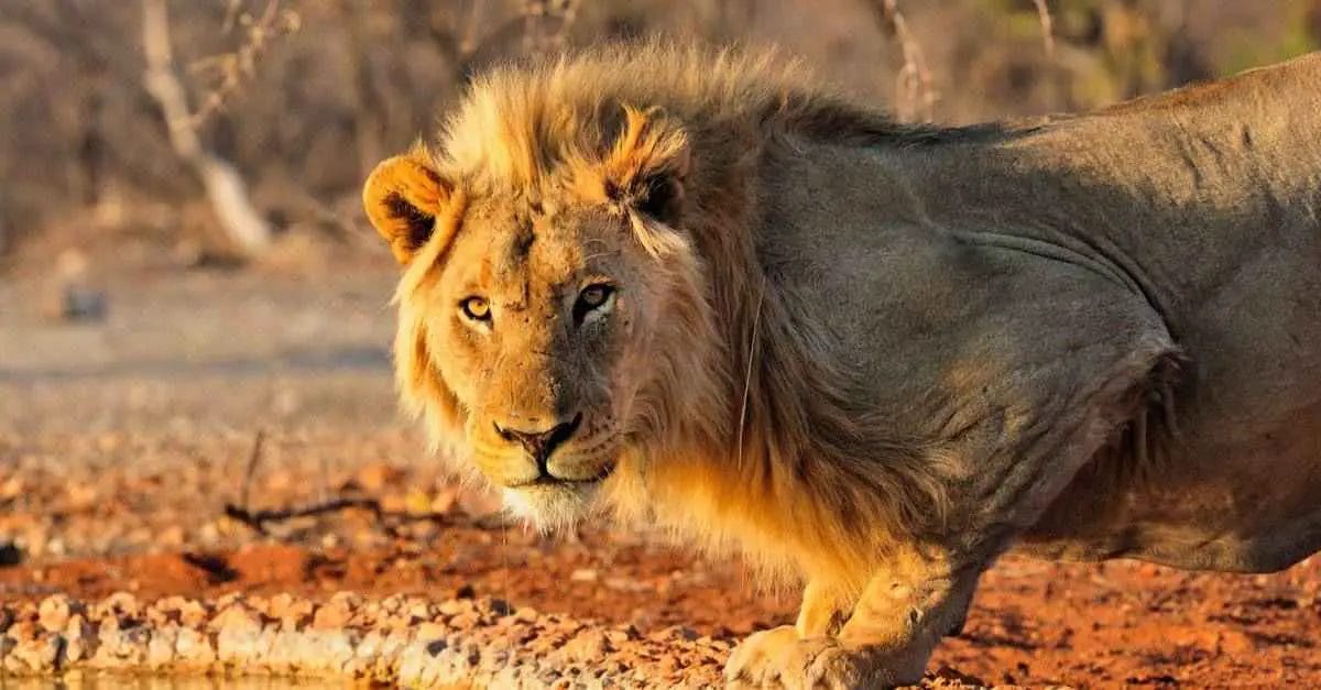 How Long is a Lions Lifespan? • Support Wild