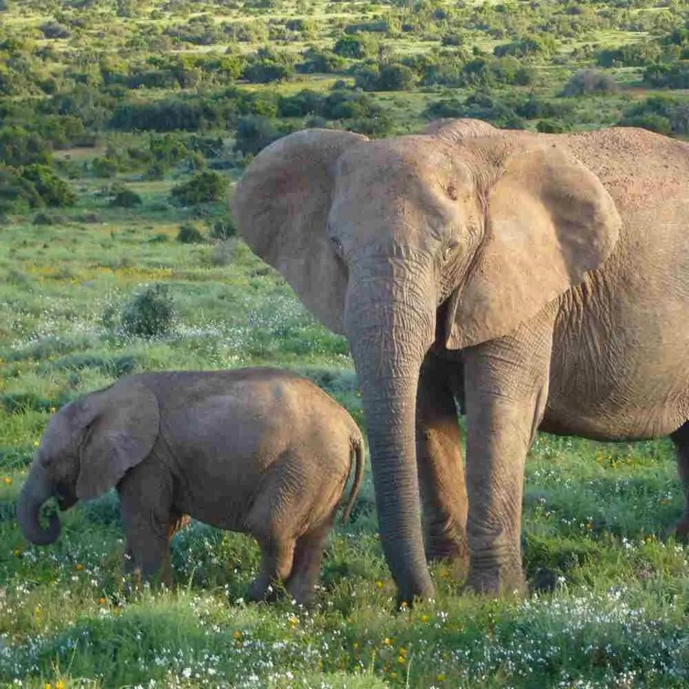 How Long is an Elephant Pregnant