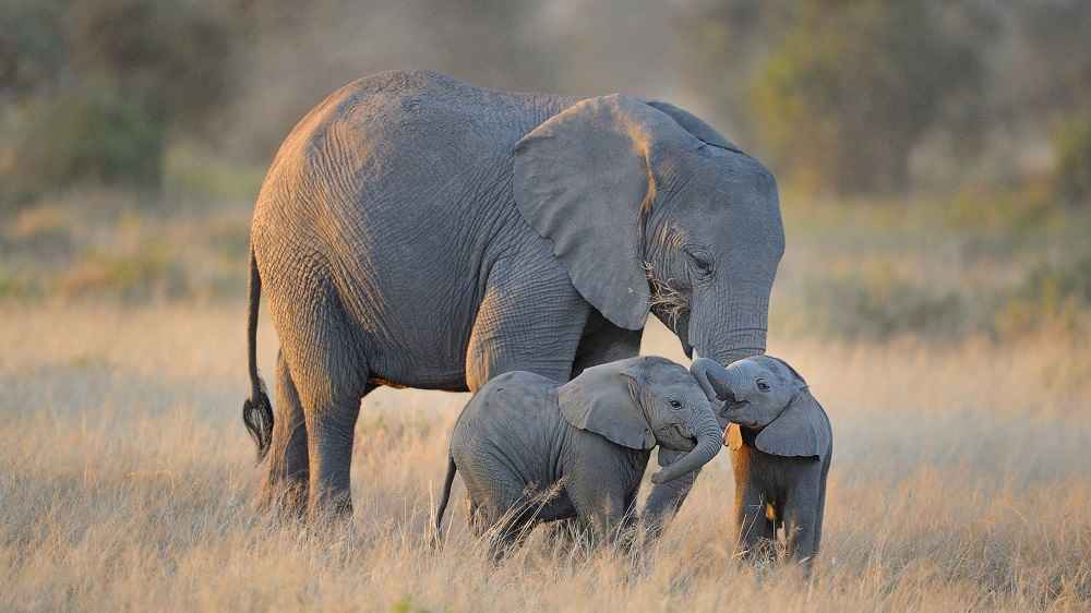 When Does Elephant Give Birth? • Support Wild