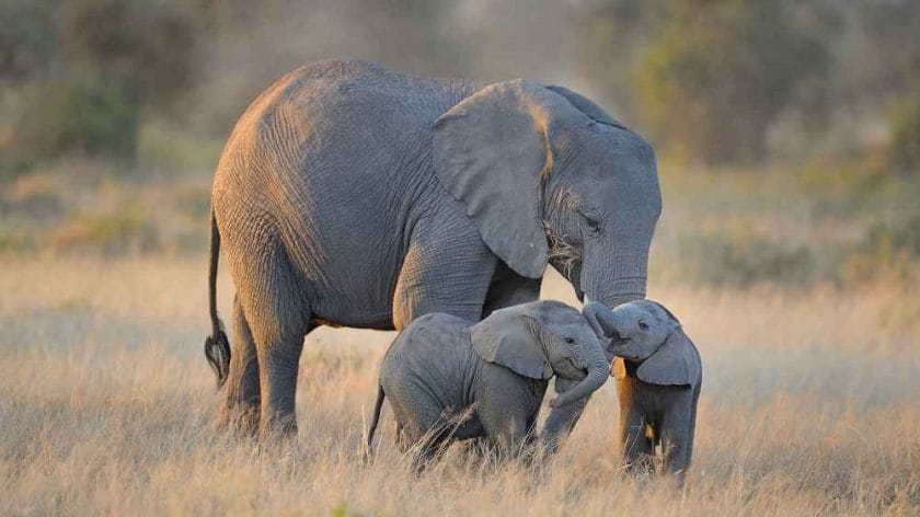How Long is an Elephant Pregnant