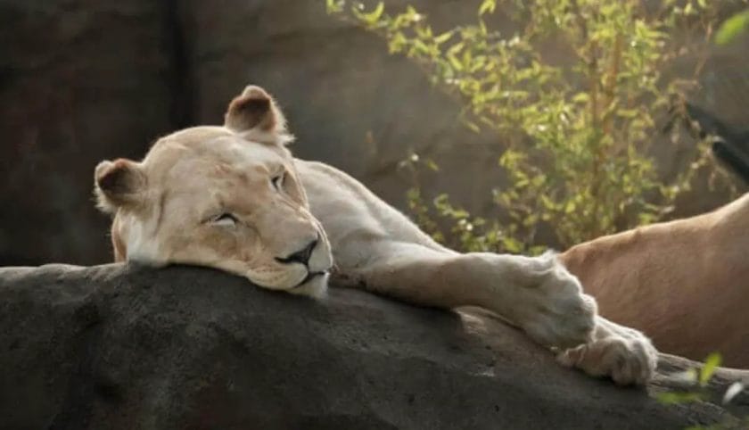 How Many Hours Do Lions Sleep a Day?