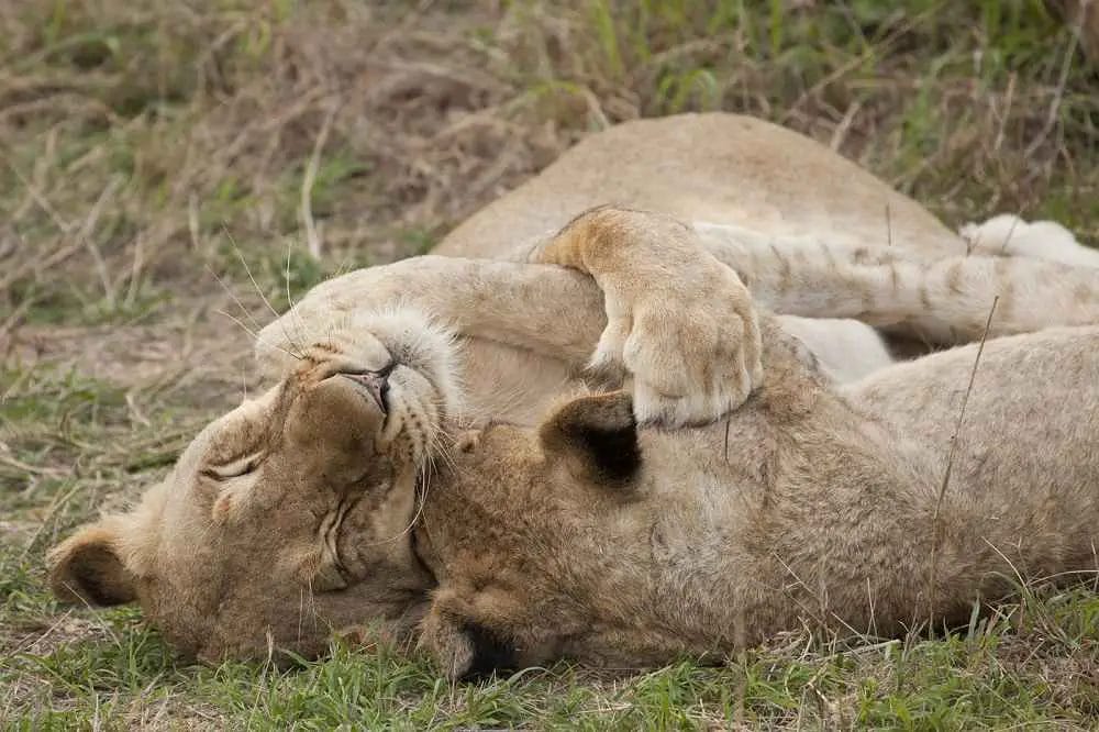 How Many Hours Do Lions Sleep a Day?