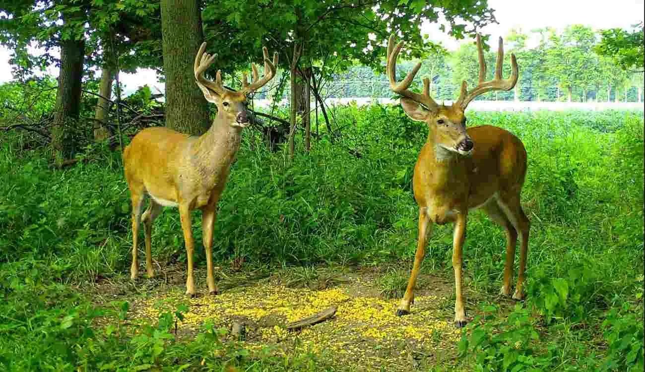 How Many Mineral Sites for Deer Per Acre?