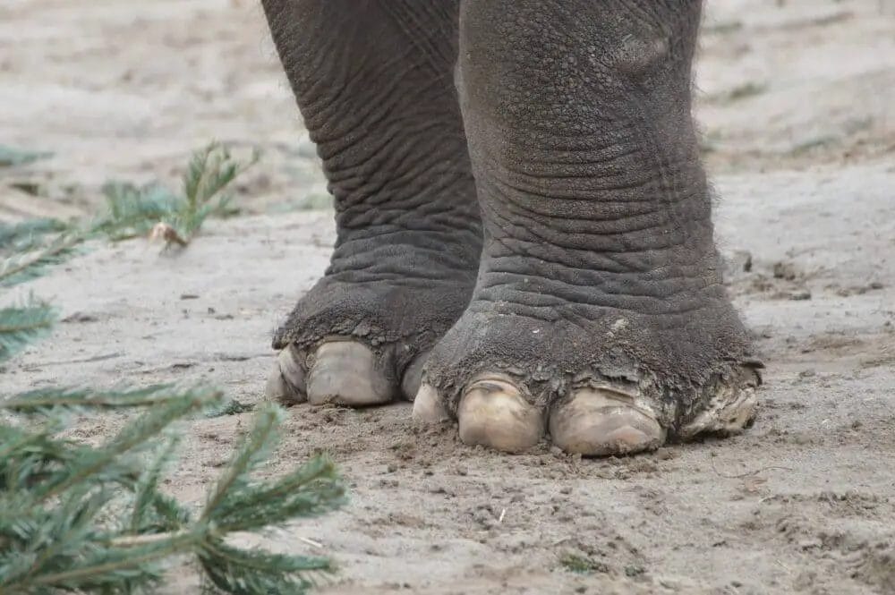 How Many Nails Does an Elephant Have? • Support Wild