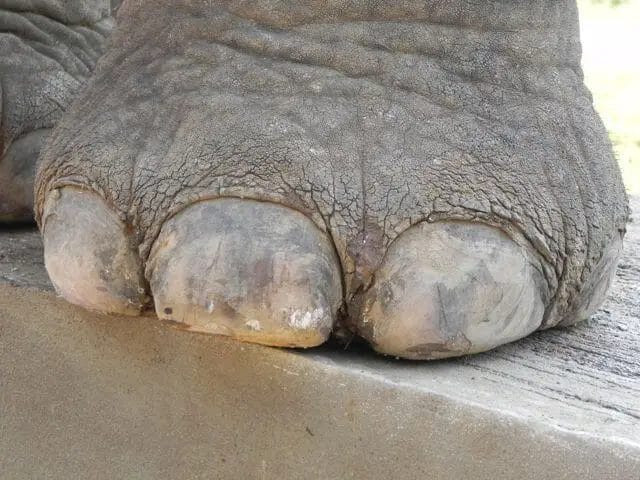 How Many Nails Does an Elephant Has