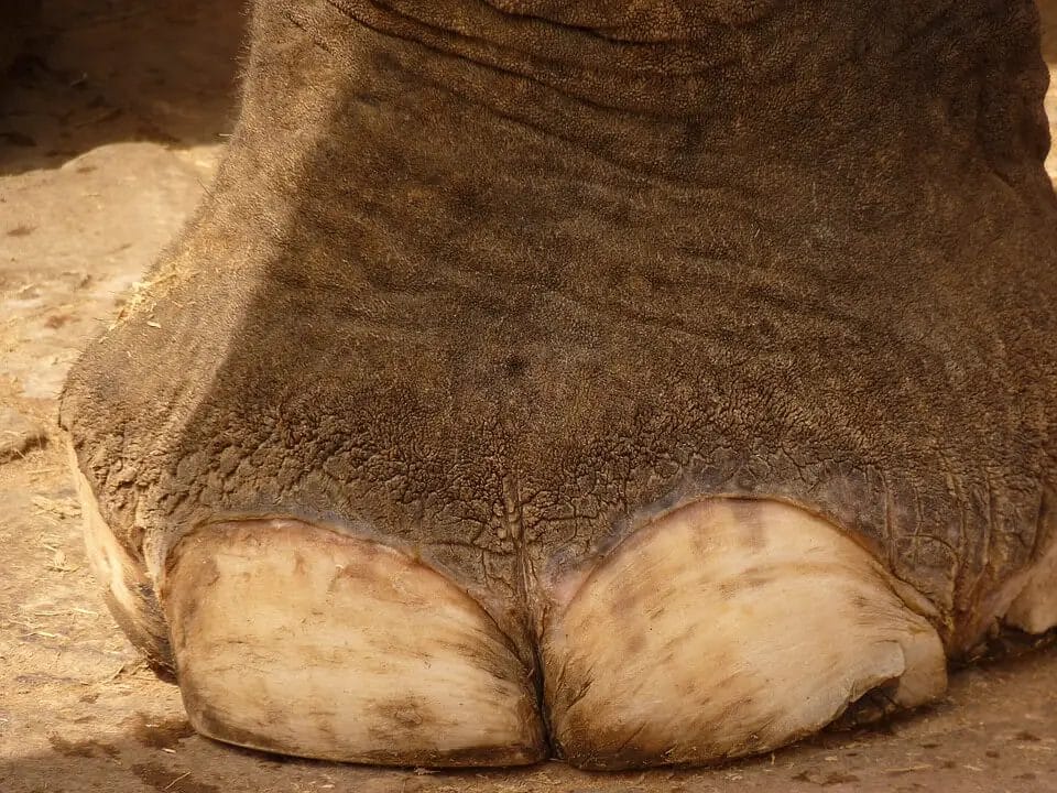How Many Nails Does an Elephant Have