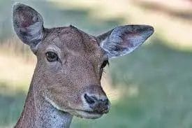 How Many Nipples Do Deer Have