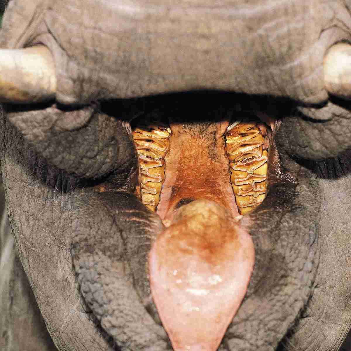 How Many Set of Teeth Do Elephants Have