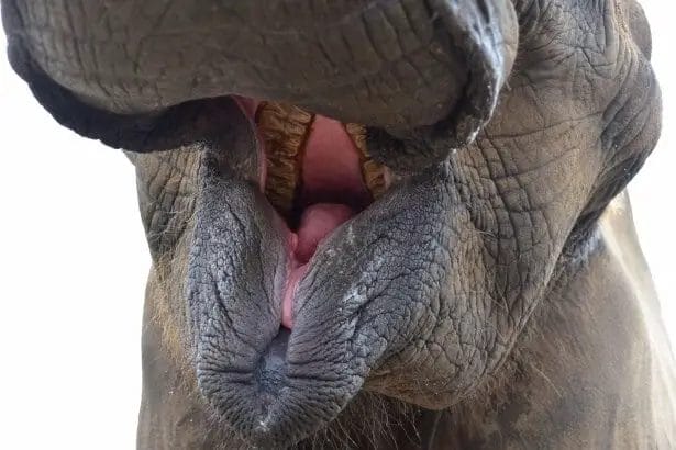 How Many Sets of Teeth Do Elephants Have
