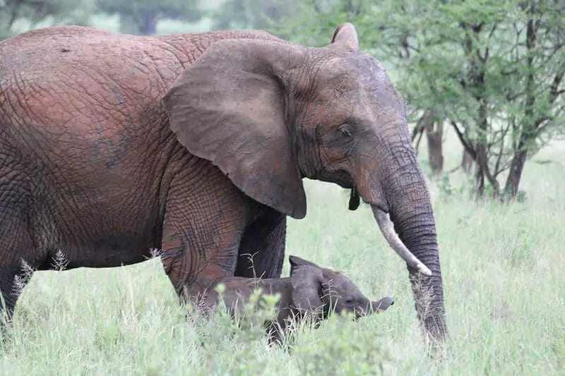 How Many Stomachs Does an Elephant Have? • Support Wild