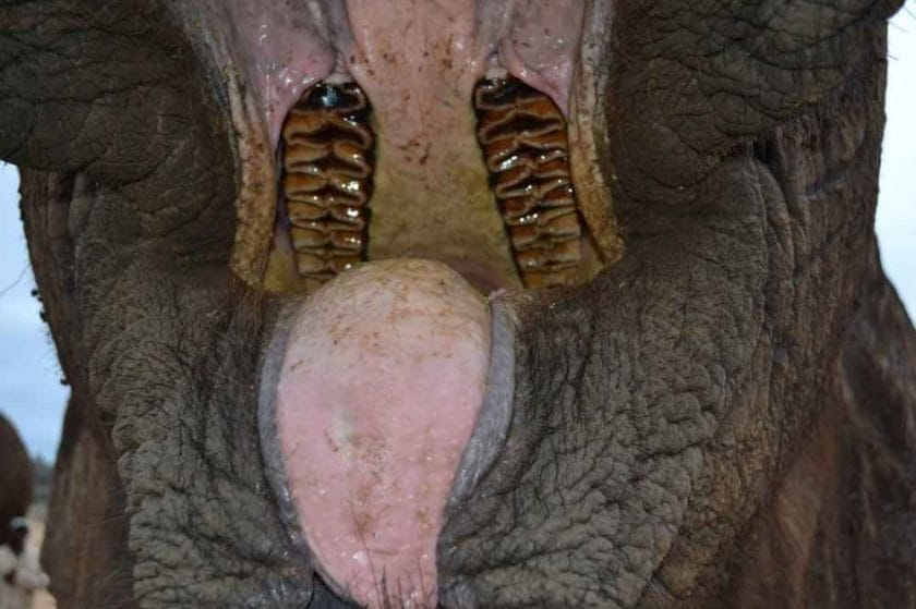 How Many Teeth Do Elephant Have