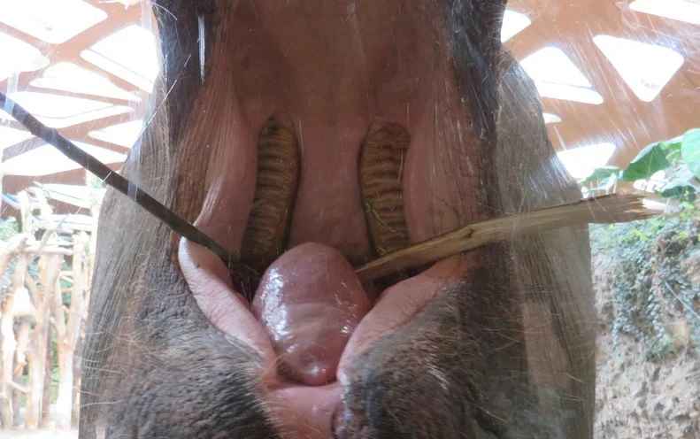 How Many Teeth Do Elephants Have