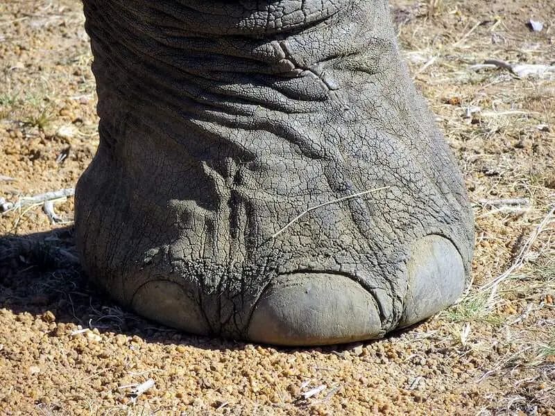 How Many Toes Do Elephants Have? • Support Wild