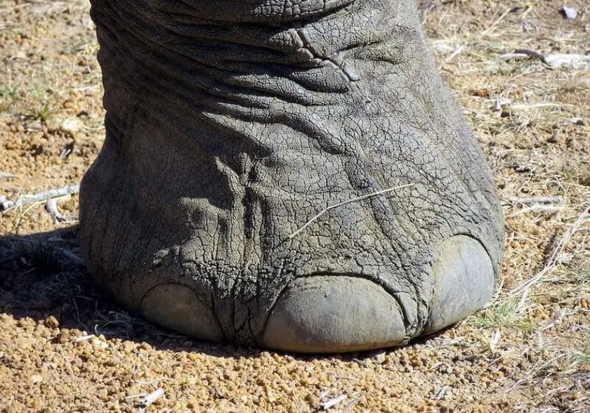 How Many Toes Do Elephant Have