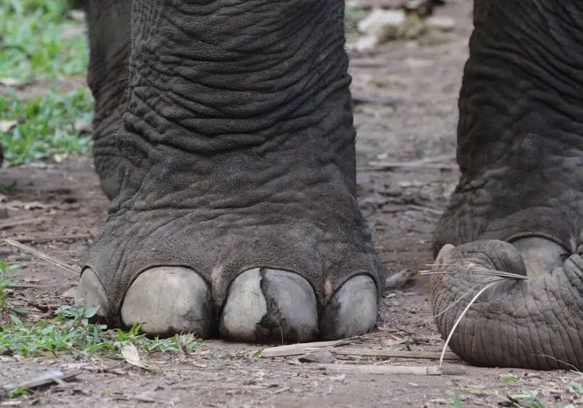 How Many Toes Do Elephants Have
