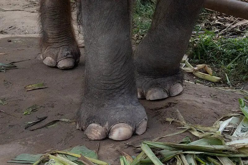 How Many Toes Do Elephant Have
