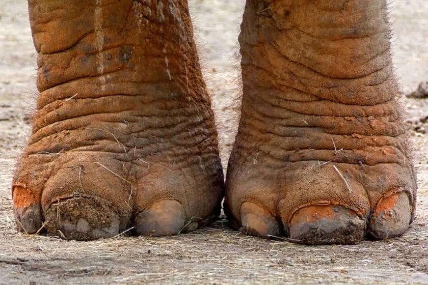 How Many Toes Does Elephant Have