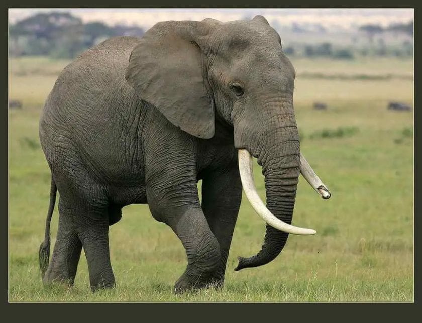 How Many Tuskers Elephant Are Left