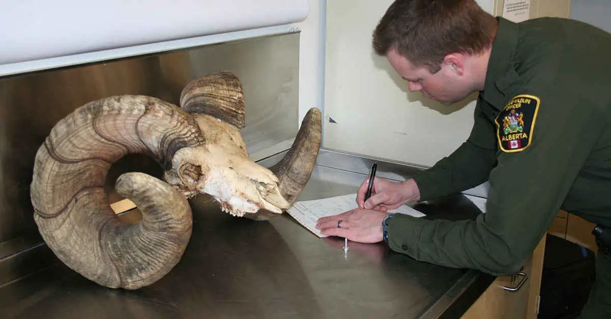 How Much Do Deer Antlers Shrink After Drying