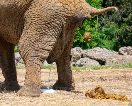 How Much Does Elephant Poop Weighs