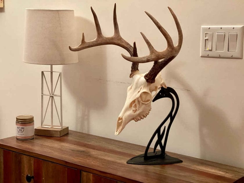 How Much Does a European Deer Mount Cost?