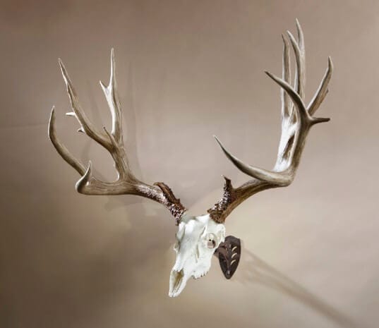 How Much Does a European Deer Mount Cost?