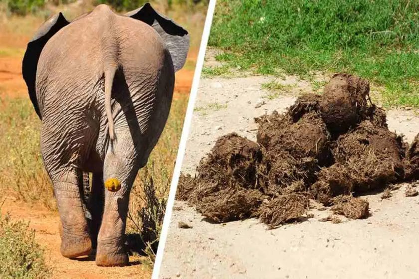 How Much Does an Elephants Poop a Day