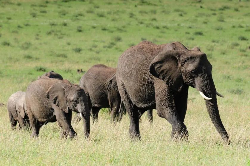 How Much Protein Do Elephants Have