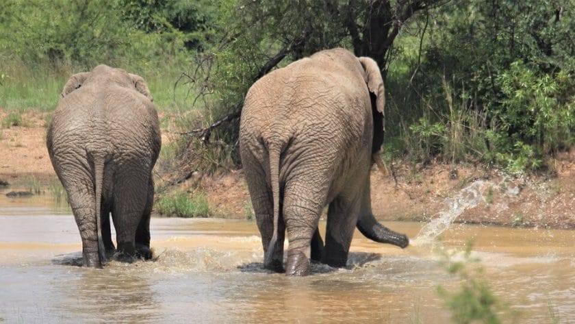 How Much Water Can an Elephant Drink
