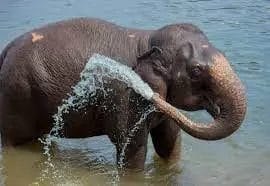 How Much Water Does an Elephant Drink
