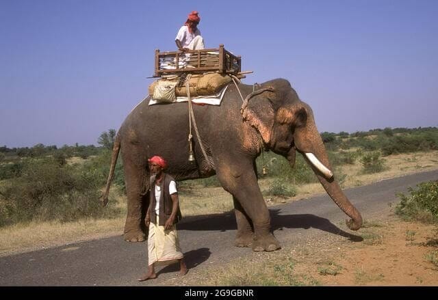 How Much Weight Can Elephant Carry