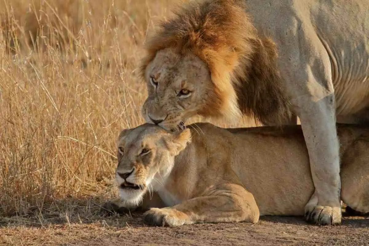 How Often Do Lions Have Sex • Support Wild