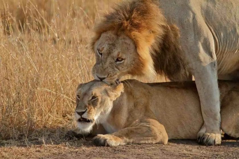 How Often Do Lions Have Sex?