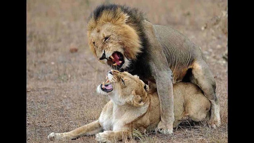 How Often Do Lions Have Sex?