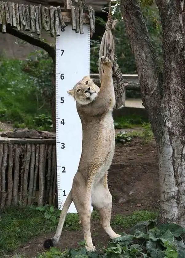 How Tall is a Lion Standing Up on Hind Legs?