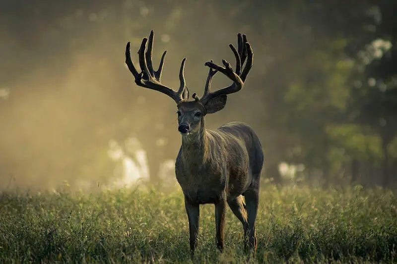 How a buck looks like