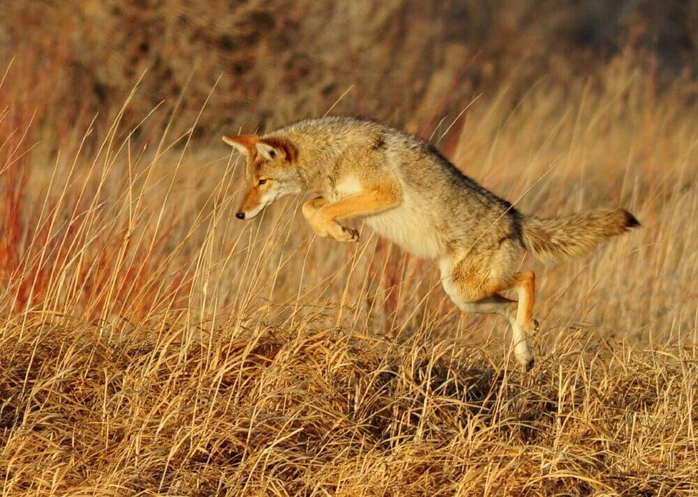 How far can Coyotes Eat a Deer