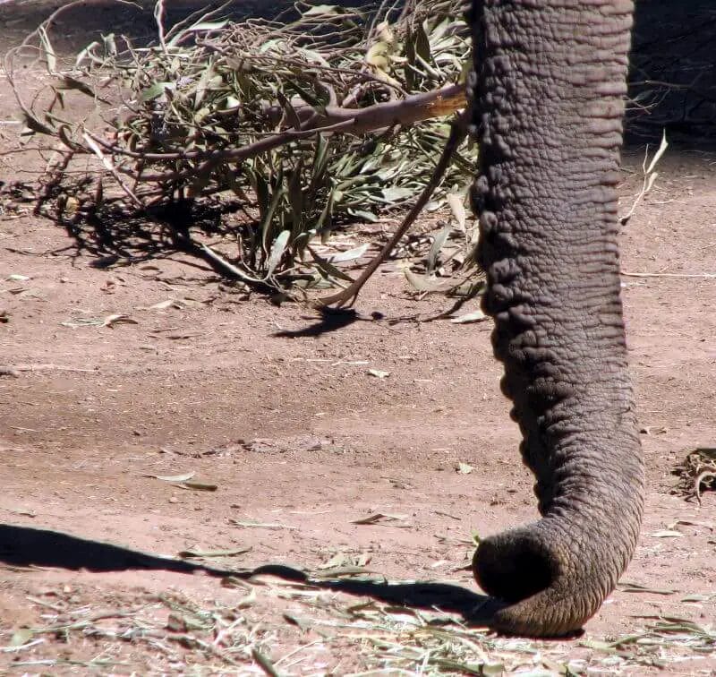 How the Elephant Got its Trunk