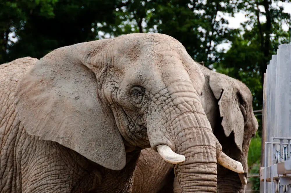 How to Adopt an Elephant? • Support Wild